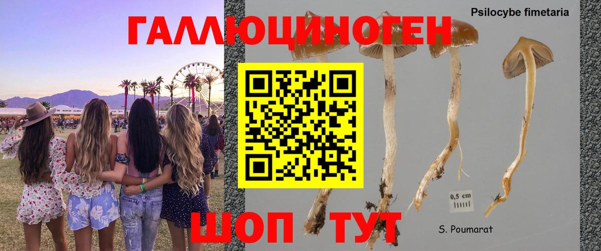 Галлюциногенные грибы мицелий Кондопога